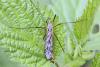 230745 – Photo : Marc Solari – France (68)